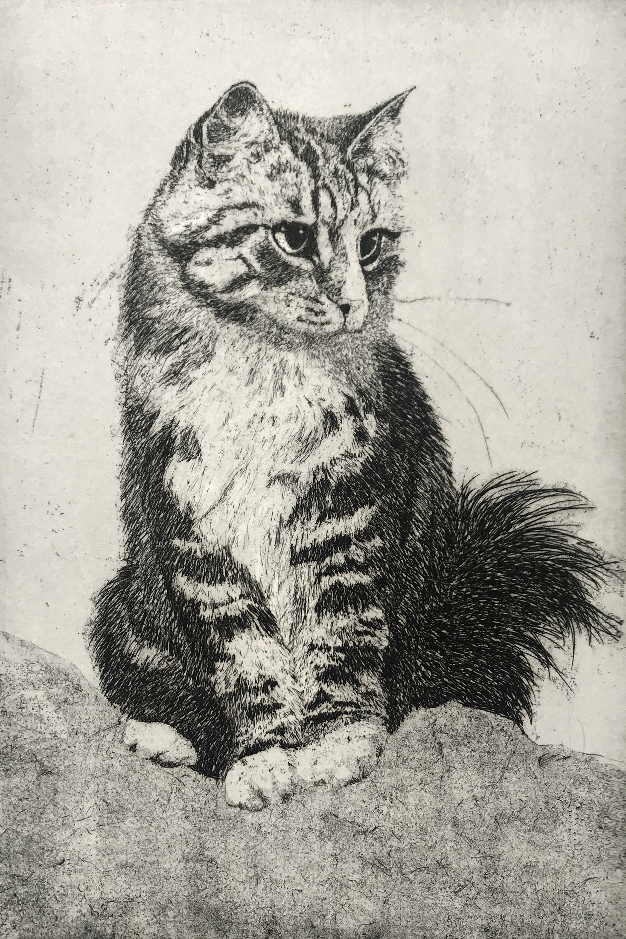 Carol collette   kitten 6x9 b w asf ews7r5
