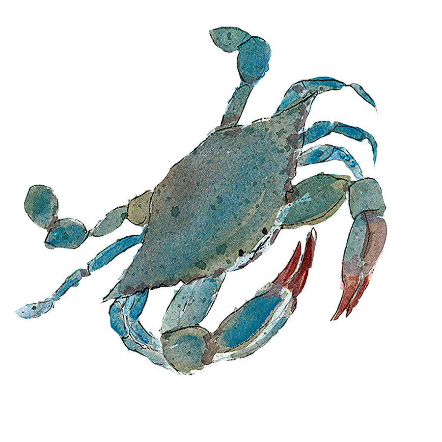 Blue crab iv3rkd