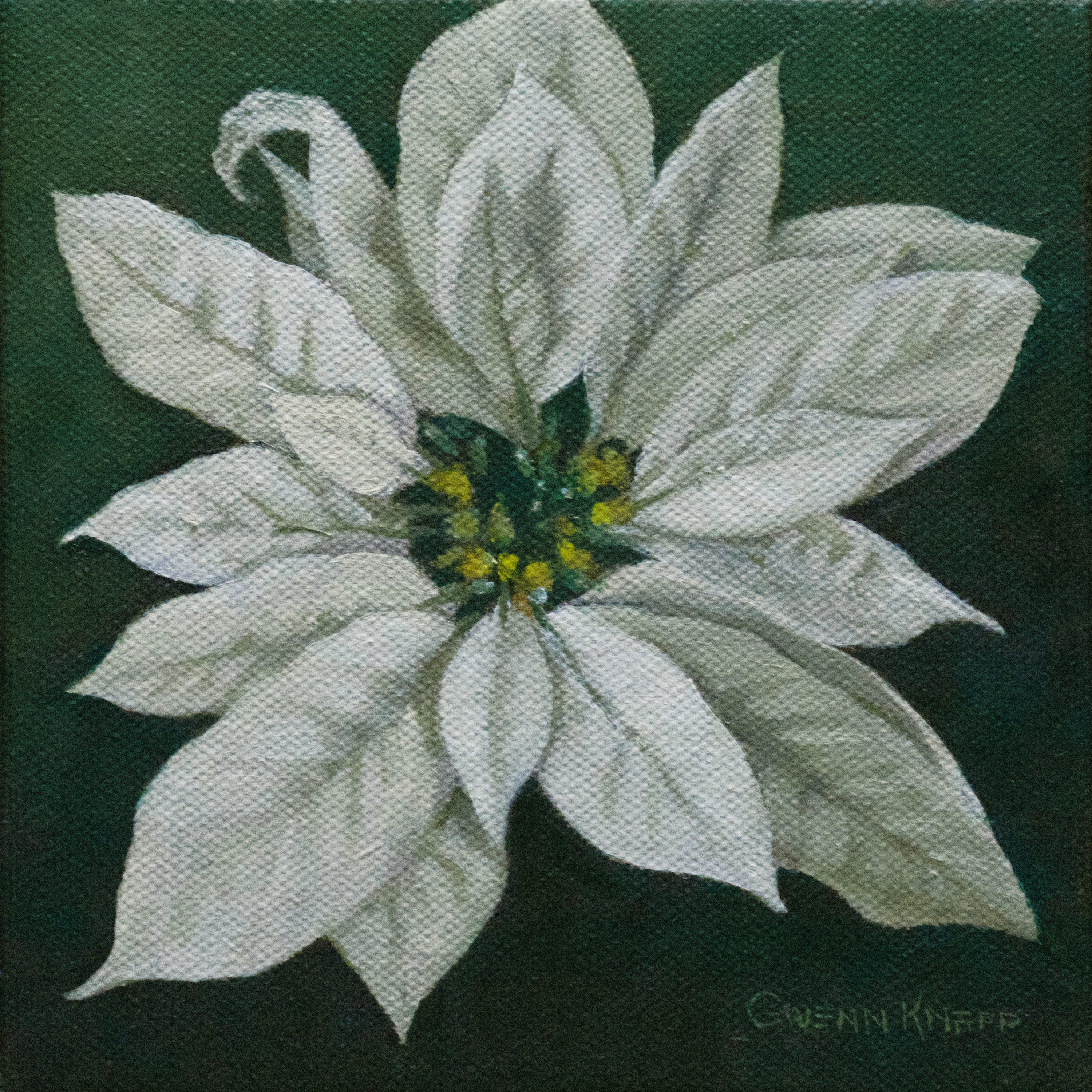 Whitepoinsettia grjph2