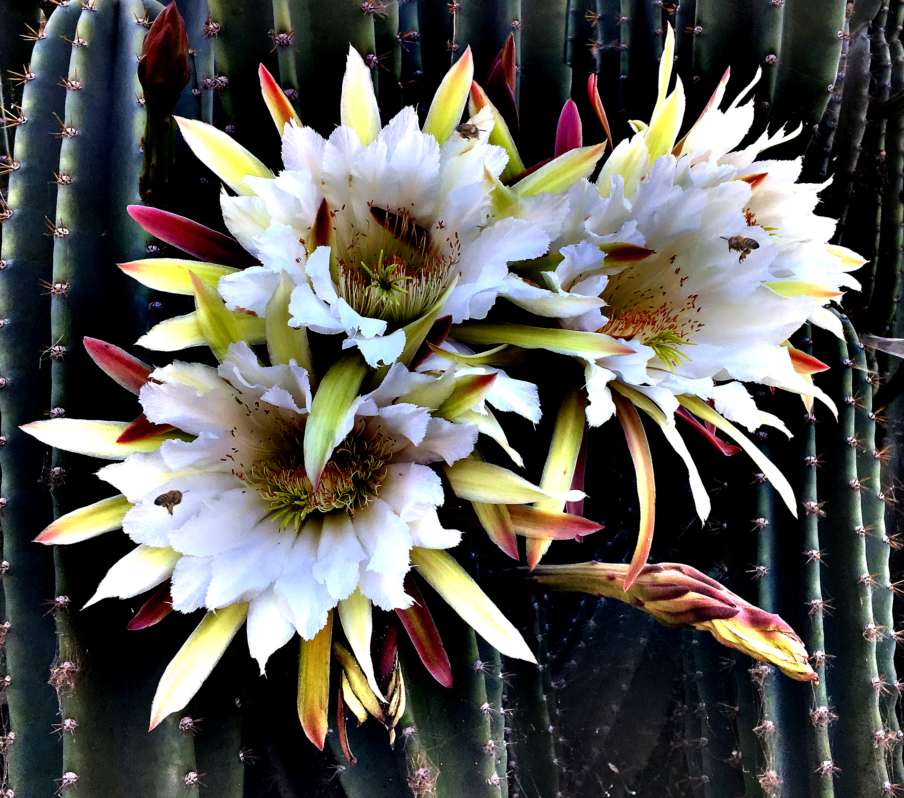 Cactus flower vichm3