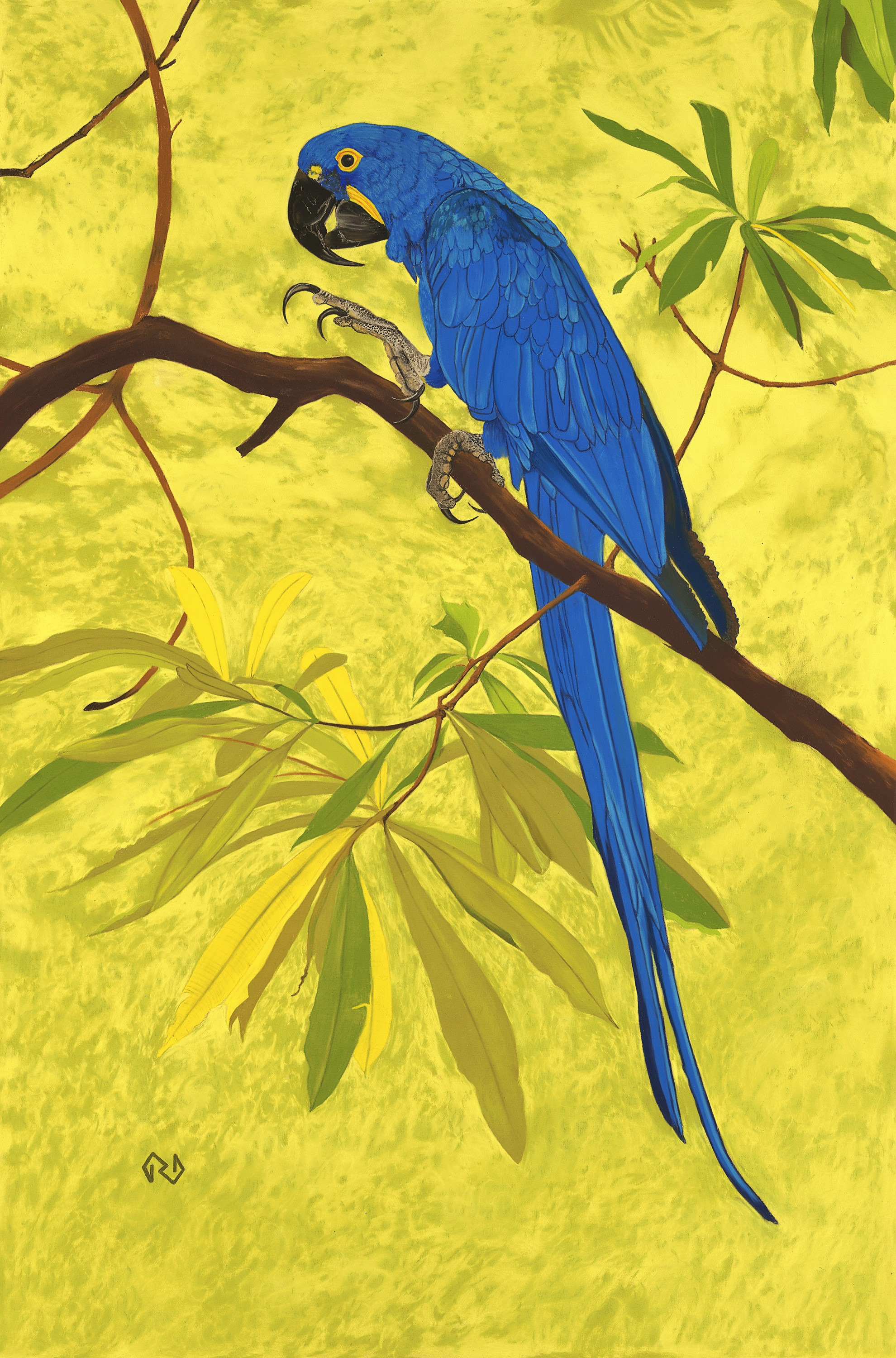Hyacinth macaw ltlhmy