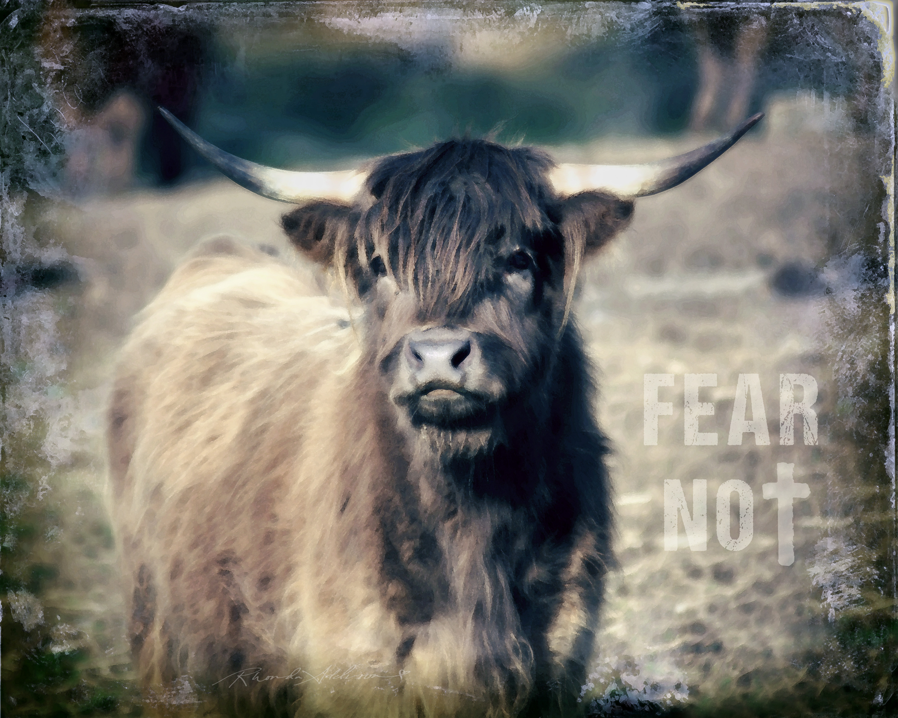 Highland cattle 24 x 30 gh5pam