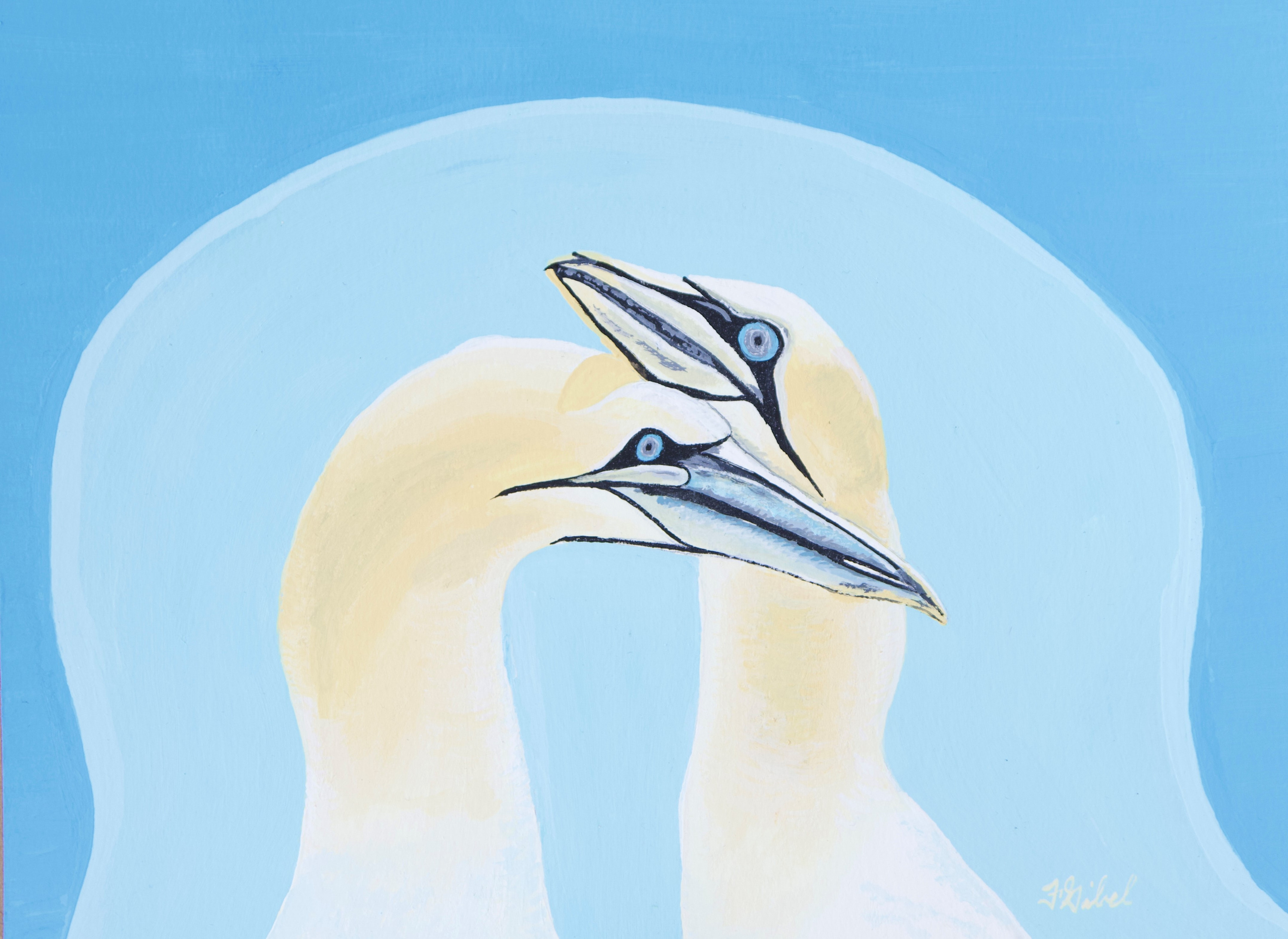 Northern gannets jkxuxm