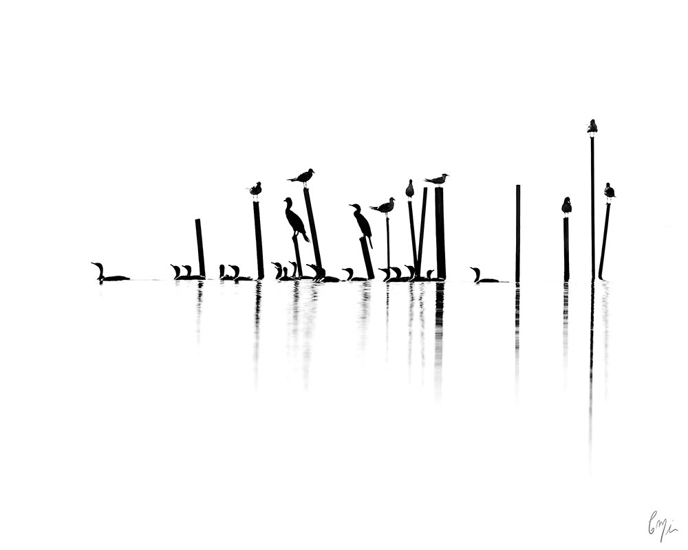 
        <div class='title'>
          Gulls and Cormorants 1
        </div>
       
