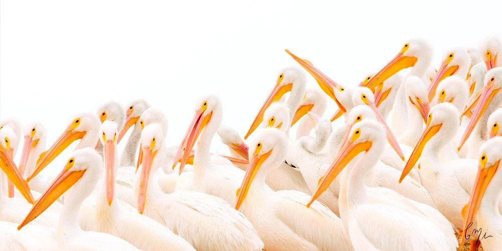 
        <div class='title'>
          Crowd of Pelicans
        </div>
       