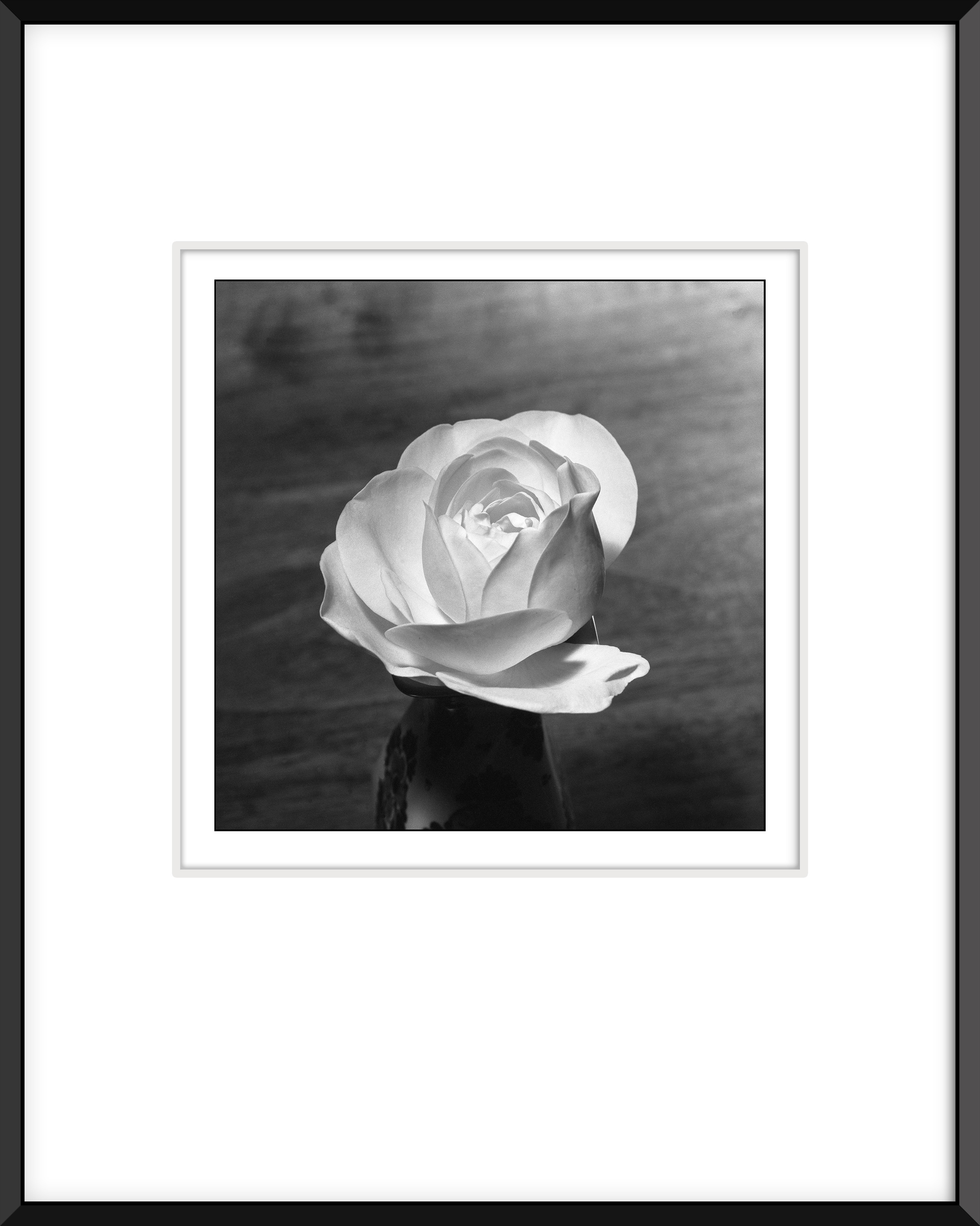 White rose lypew2
