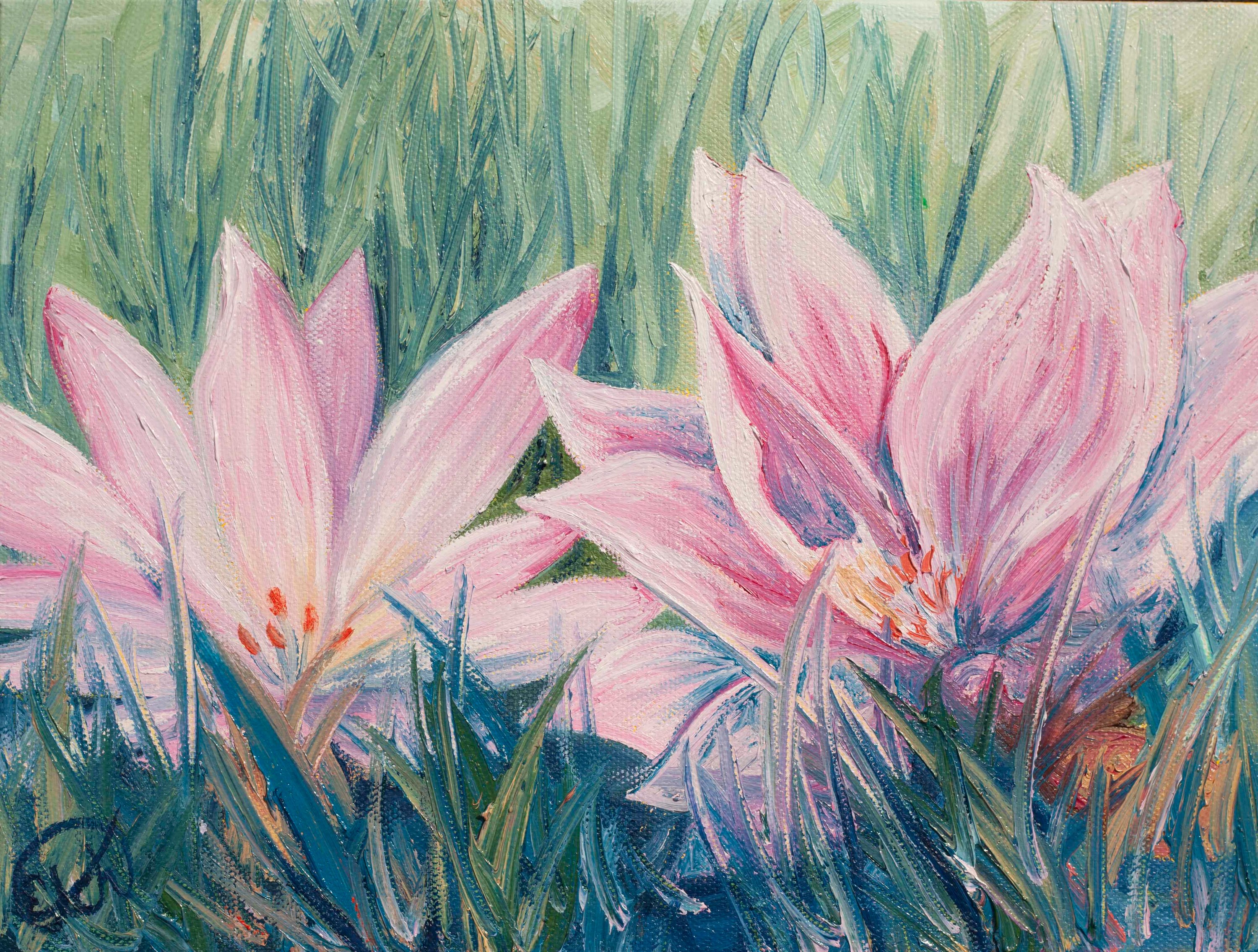 Bitterroot blooms  9x12 ob69ka