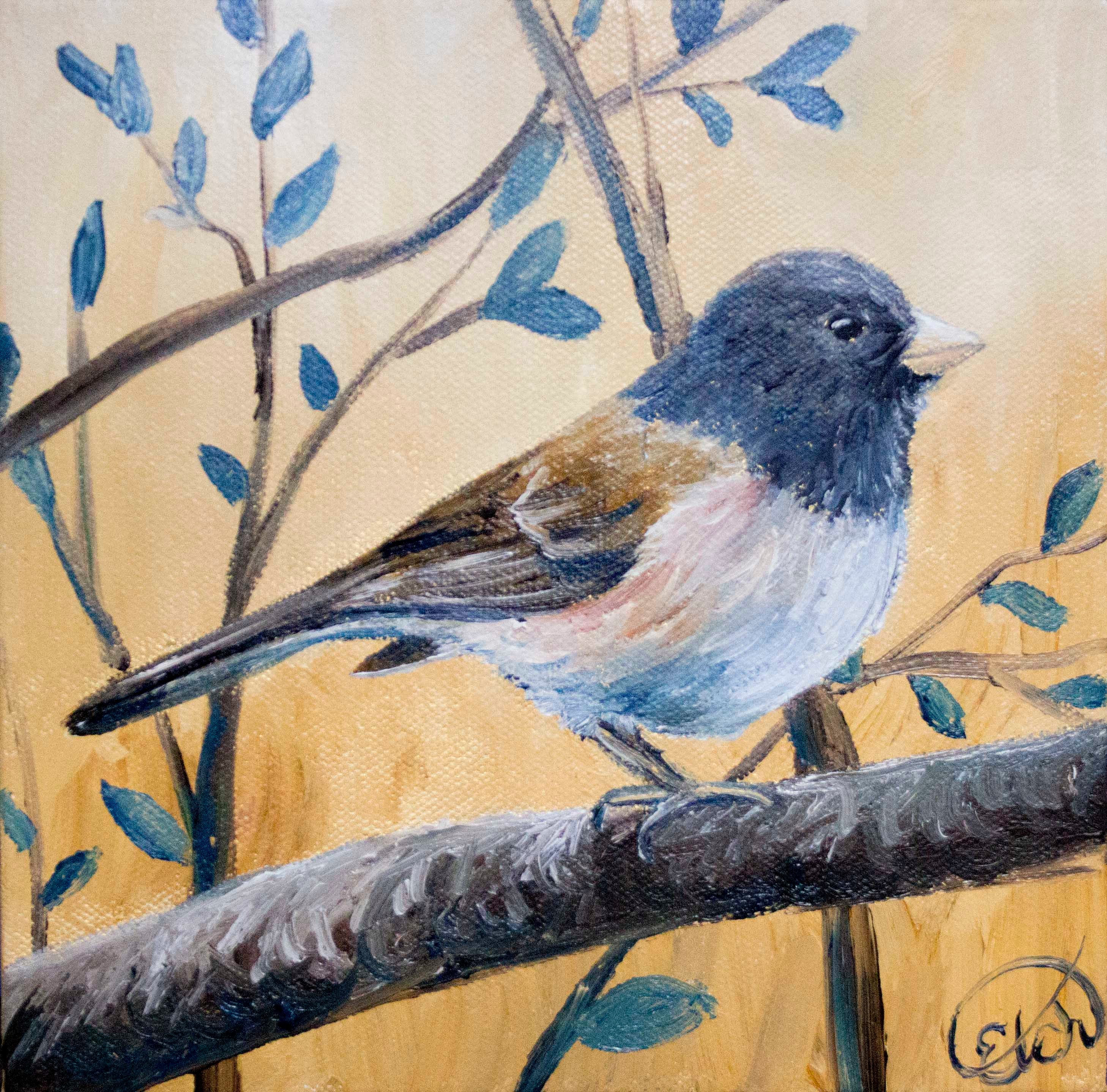 Dark eyed junco j3hhkn