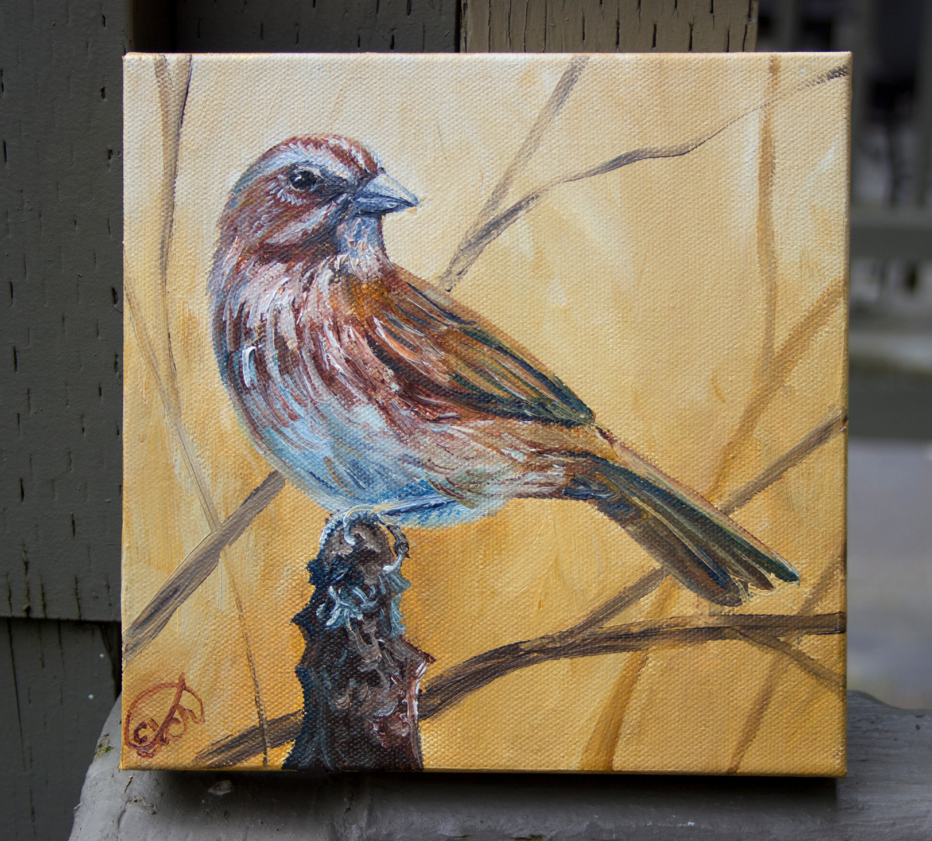 Song sparrow 4 qrgn6l