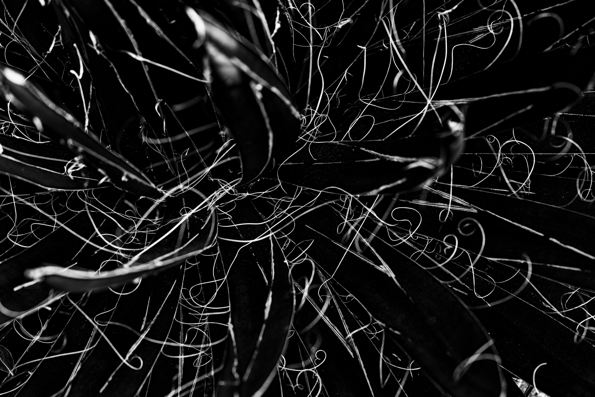 2019 05 07 ucsc arboretum 0202 edit lqcp3c