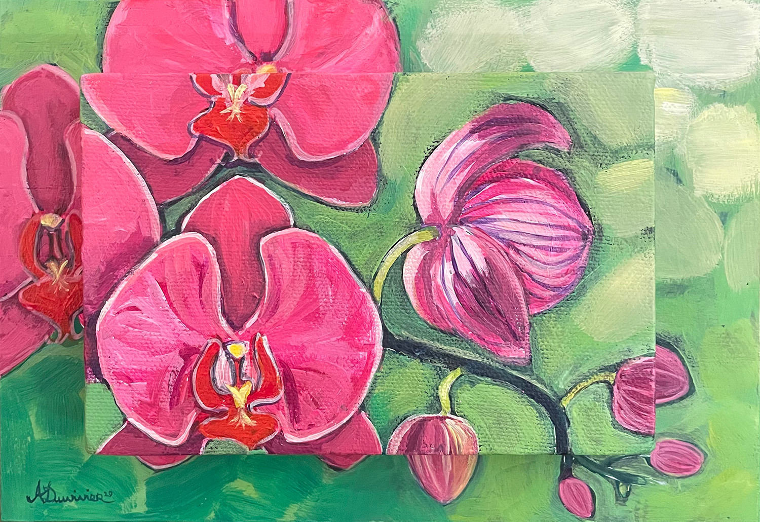 Pink phals jp0flr