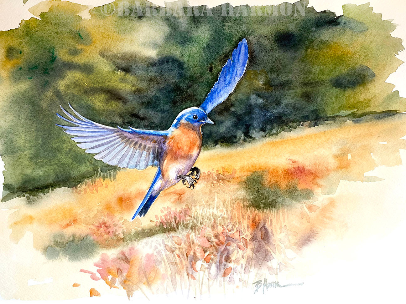 Eastern bluebird.72 pqtyfv