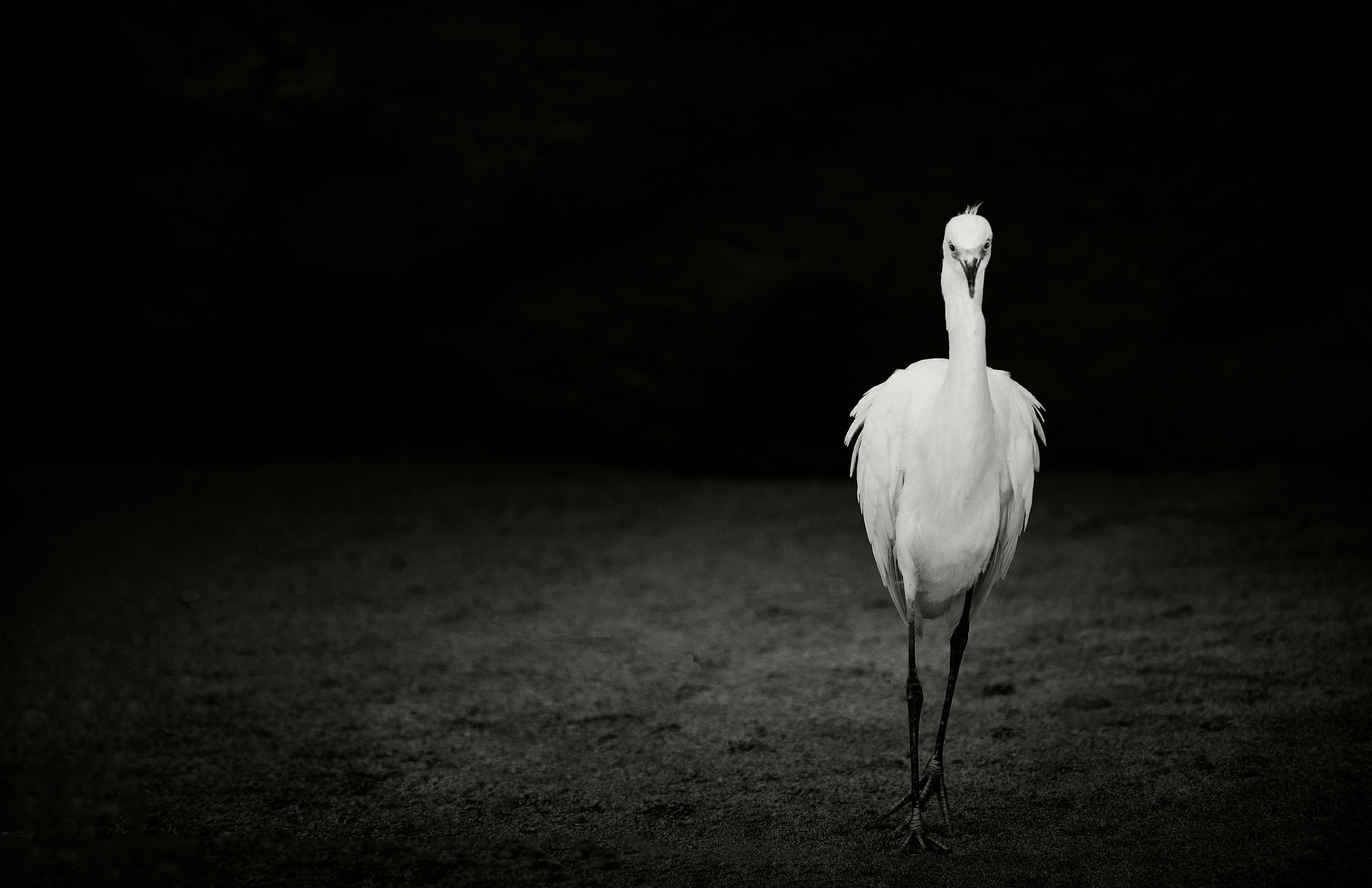 Portrait of an egret copy kpmmha