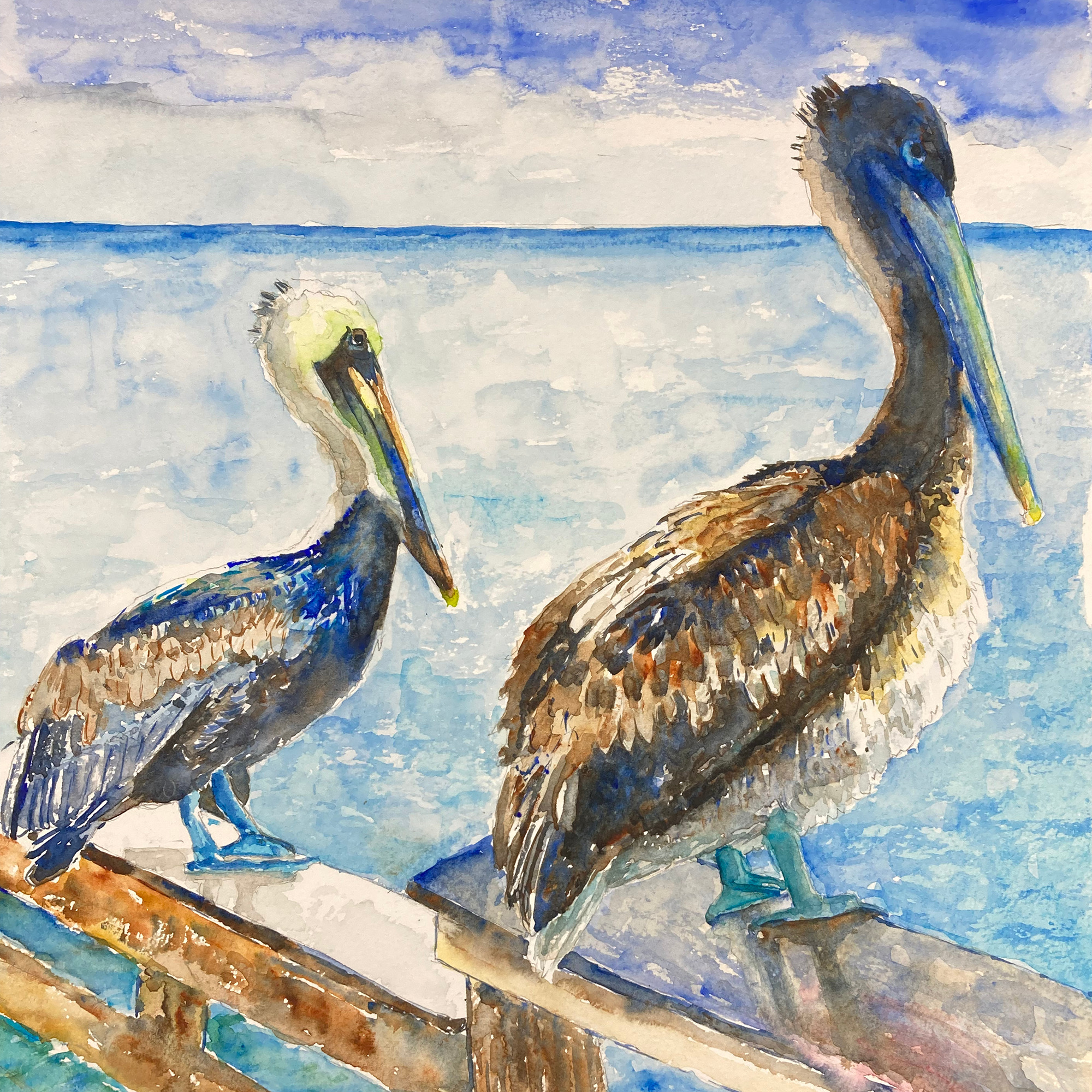 Pelican duo wfuuwd