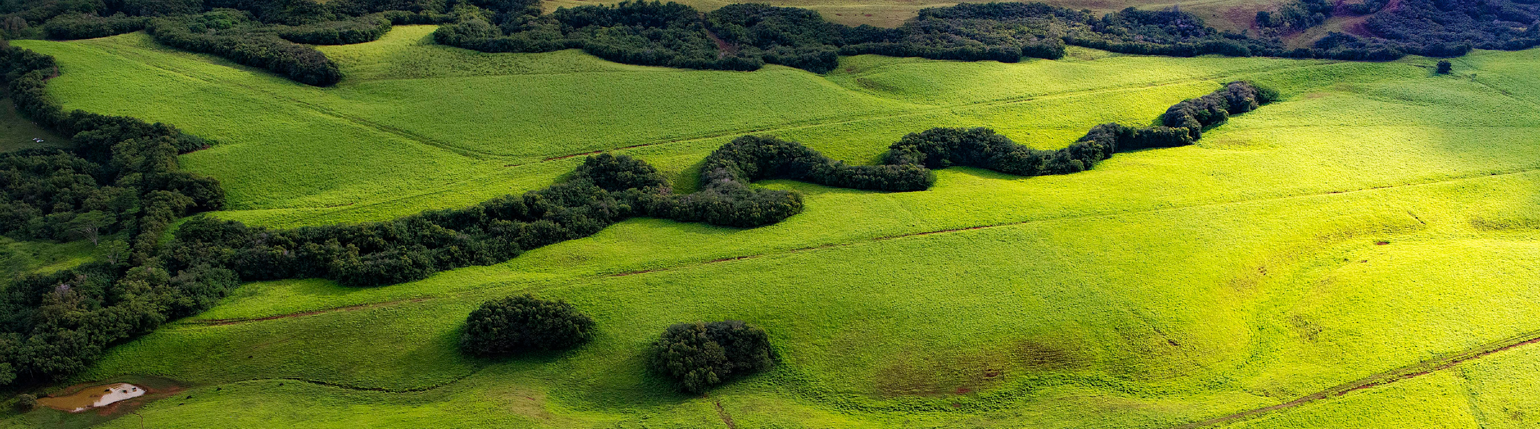 
        <div class='title'>
          Shades of Green Image 1 Cropped v2
        </div>
       
