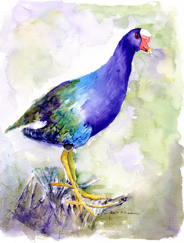 Purple gallinule a4u1ud