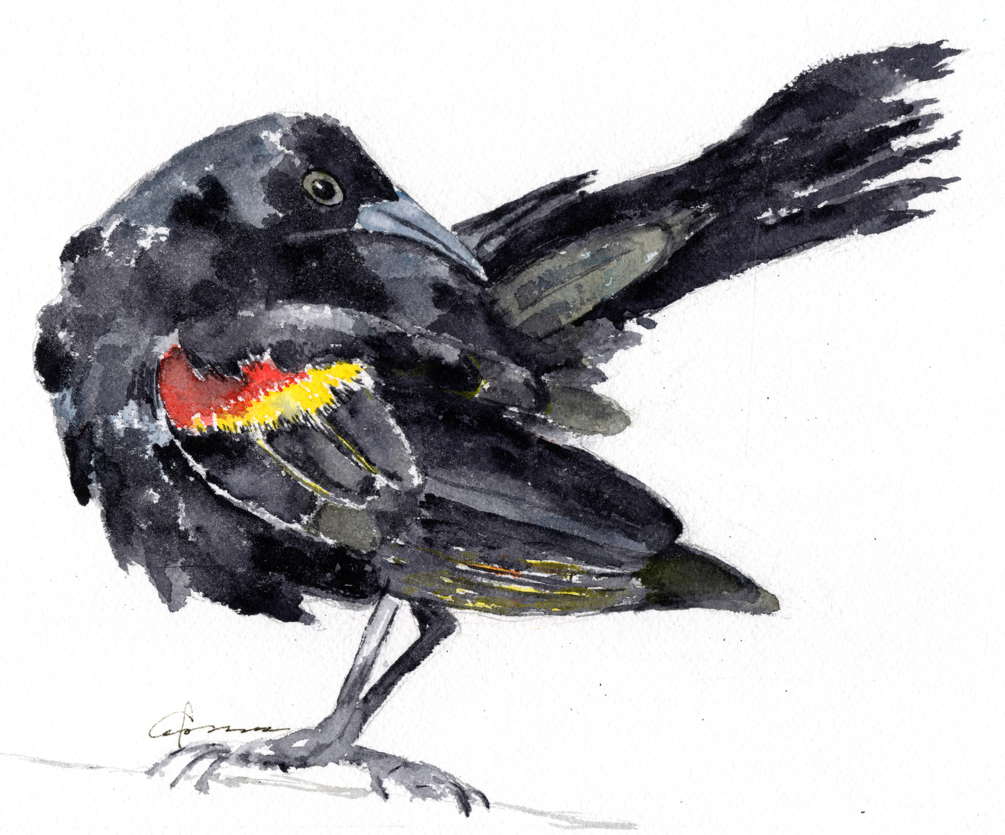 Red winged blackbird opskkk