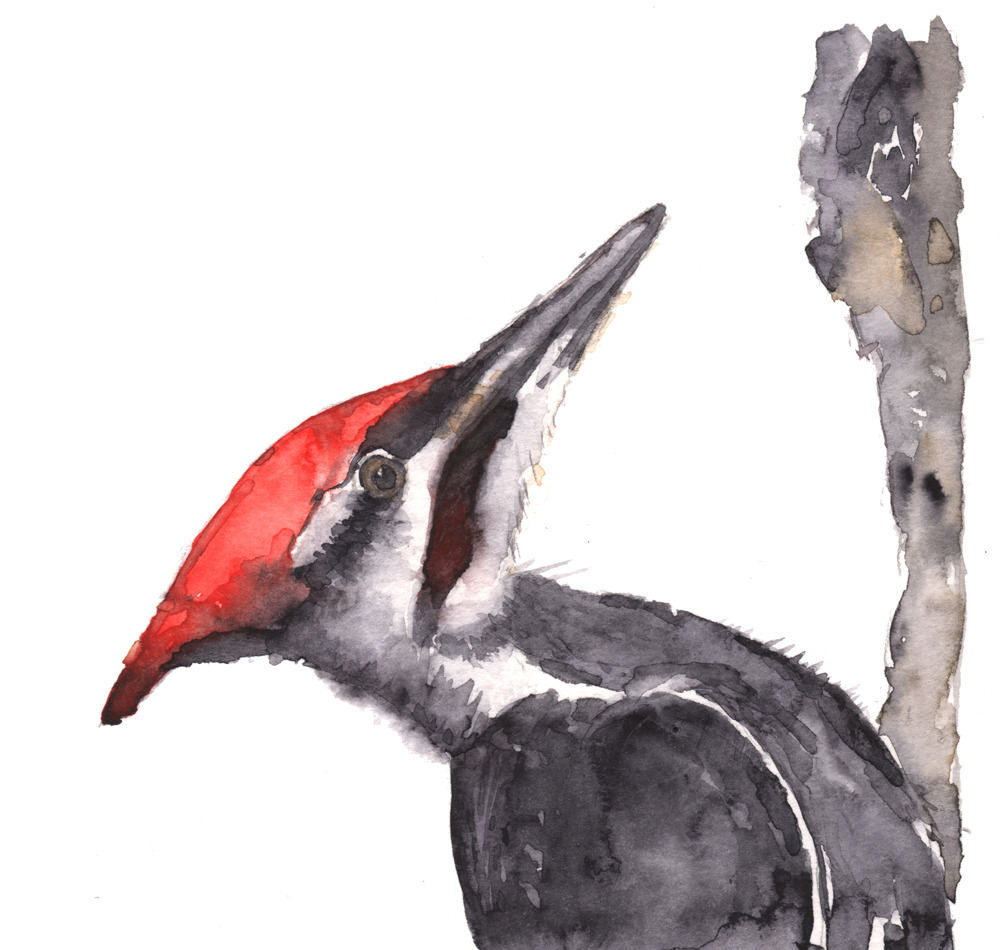 Pileated woodpecker hrdfxi