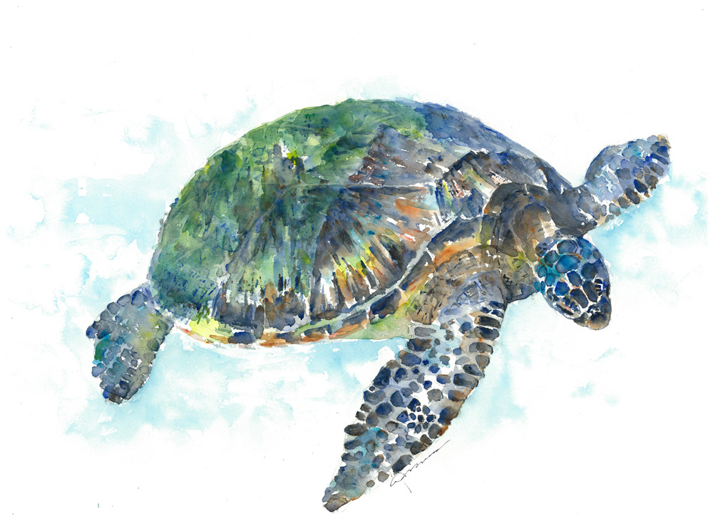 Sea turtle 20 jhyytw