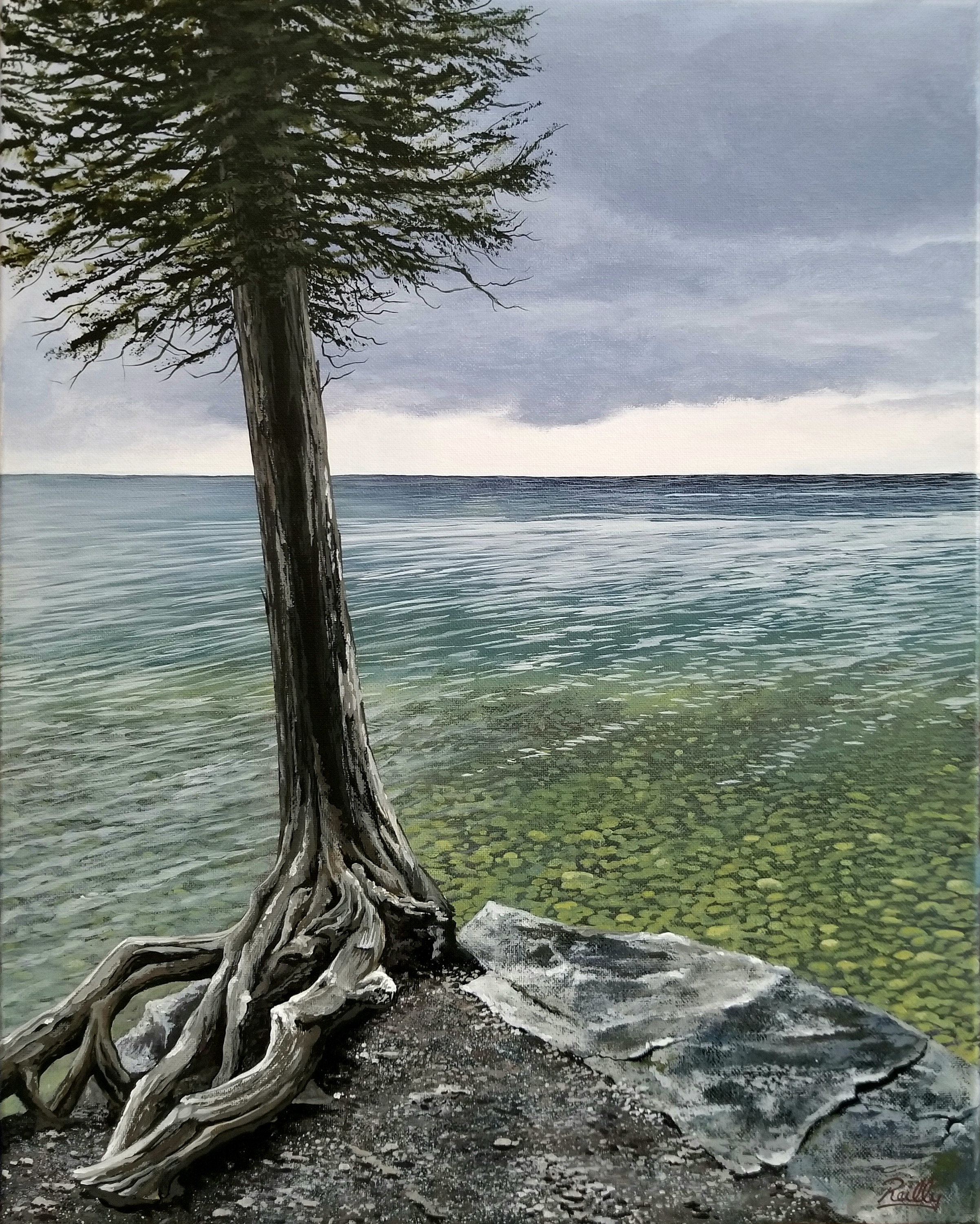 Reillymcclellan tree kytjya