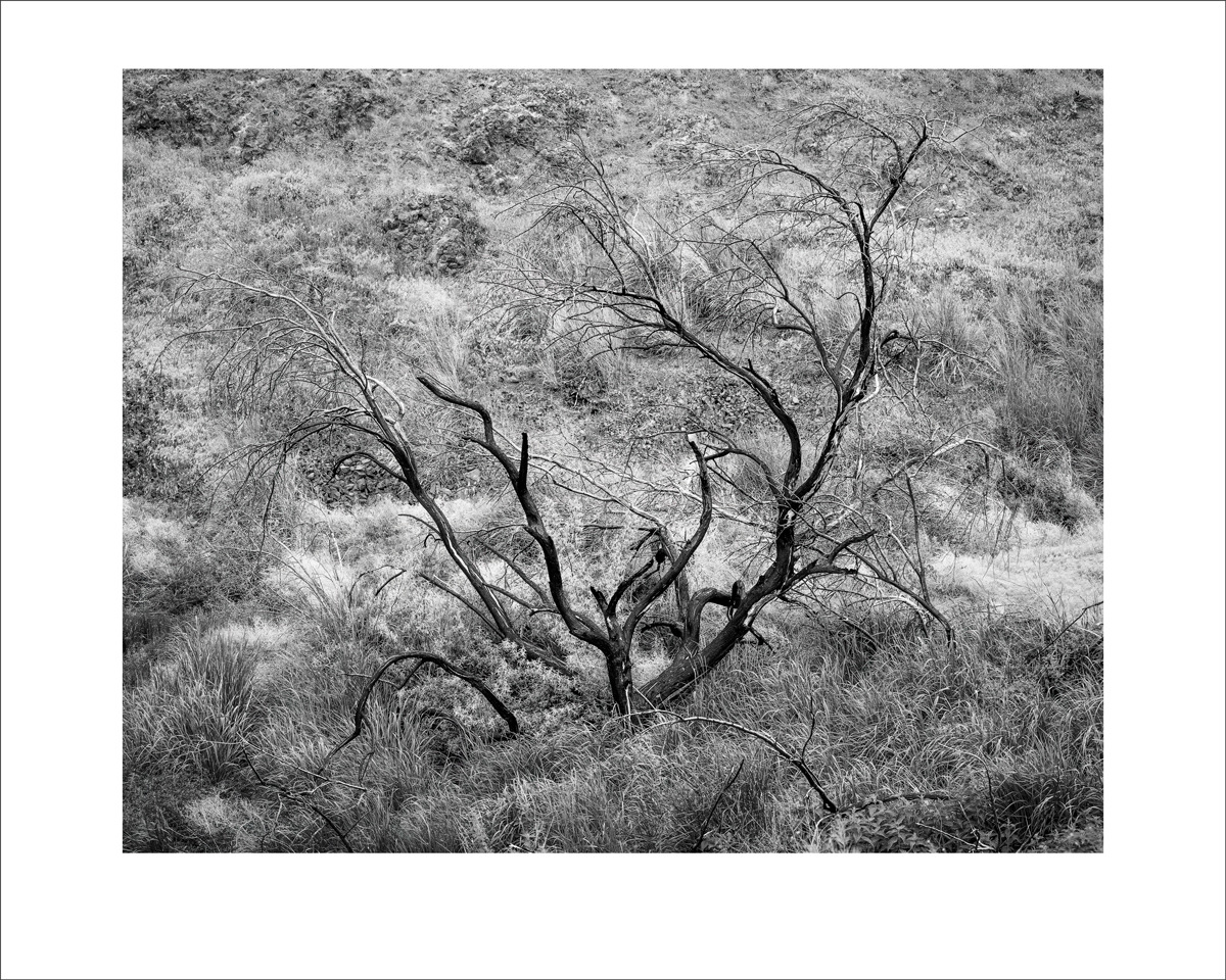 Blackend tree study 2 rocky coulee washington 2022 1200px mat i0amgu