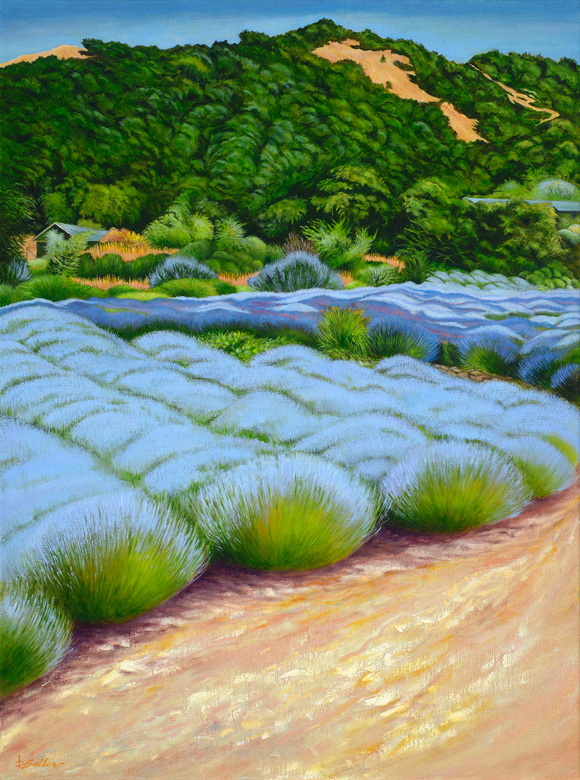 Lavender fields of matanzas creek winery aqkmxm