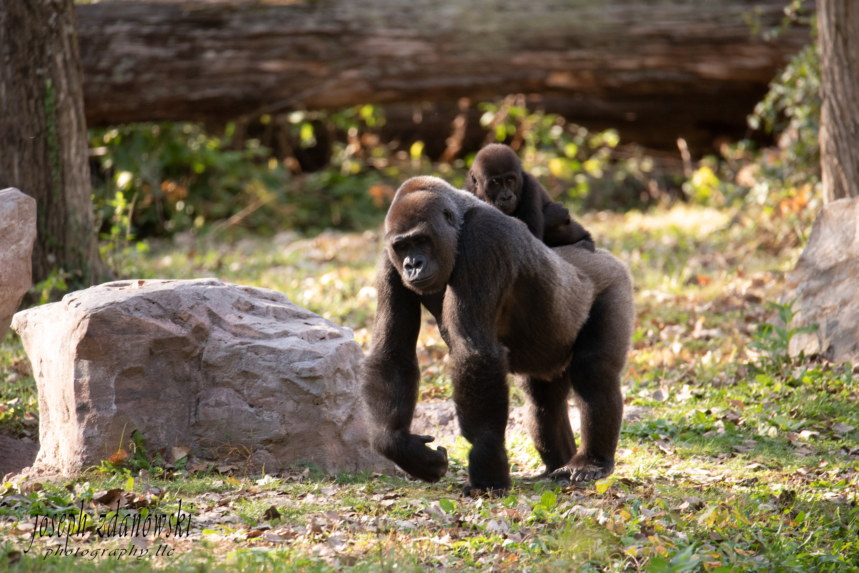 Mother and child gorilla copy riipan