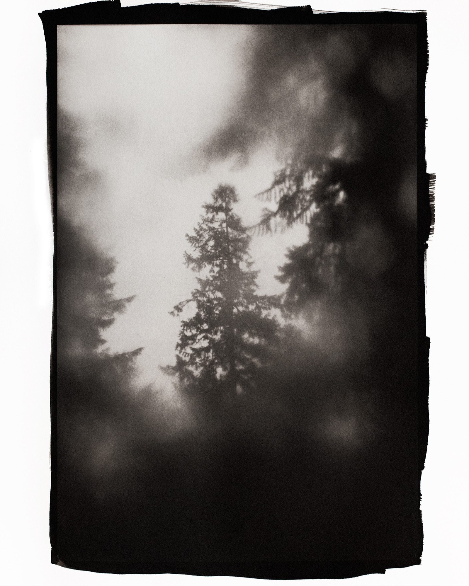 Window in the forest wrnlzg
