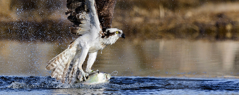 Osprey fish 2d right billboard