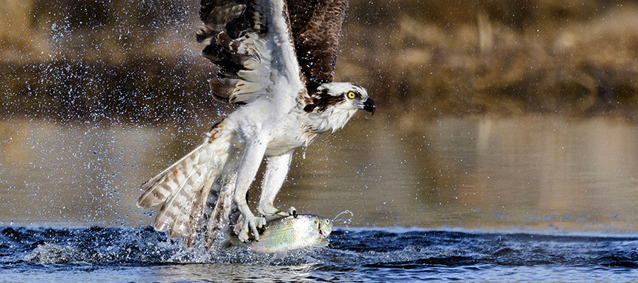 Osprey fish 2b2 center billboard copy