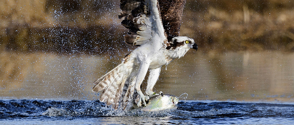 Osprey fish 2b3 center billboard copy