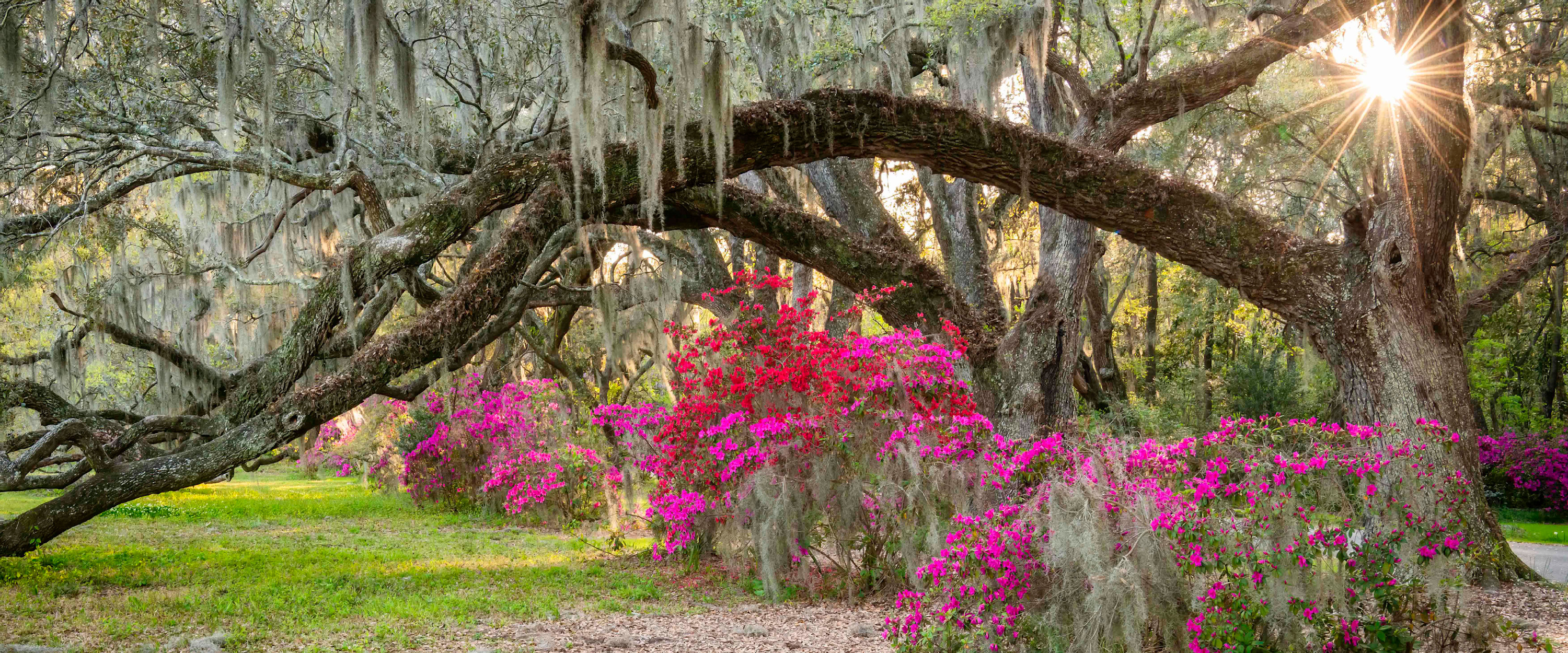 
        <div class='title'>
          Sunburst through the Oaks 3
        </div>
       
