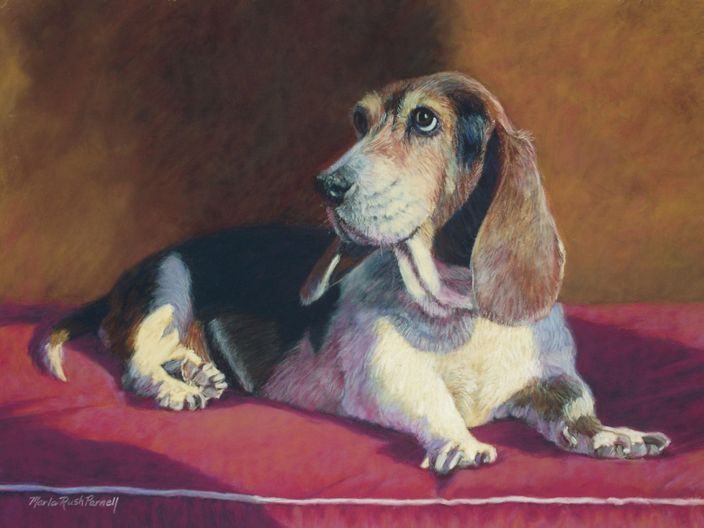 Basset hound ea6xug