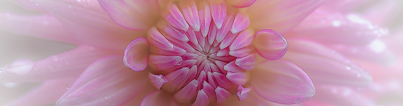 
        <div class='title'>
          Pink Dahlia
        </div>
       