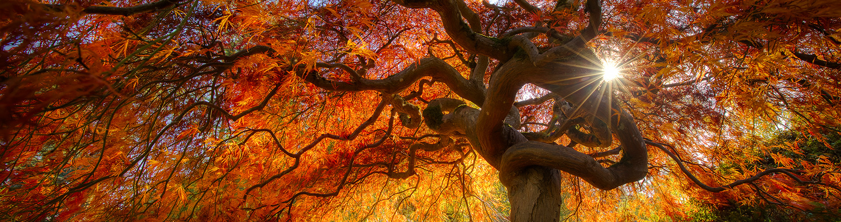 
        <div class='title'>
          AutumnTree
        </div>
       