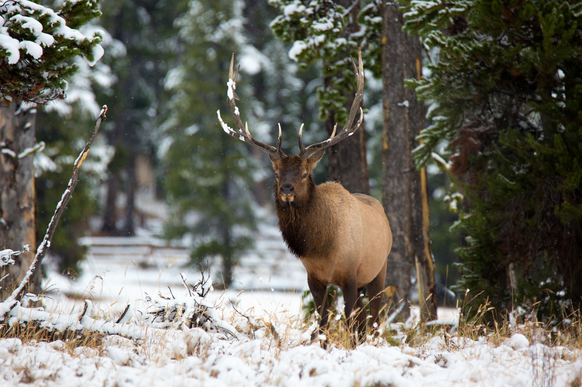 Cameron   cameron williams  bull elk in the snow wymlbs