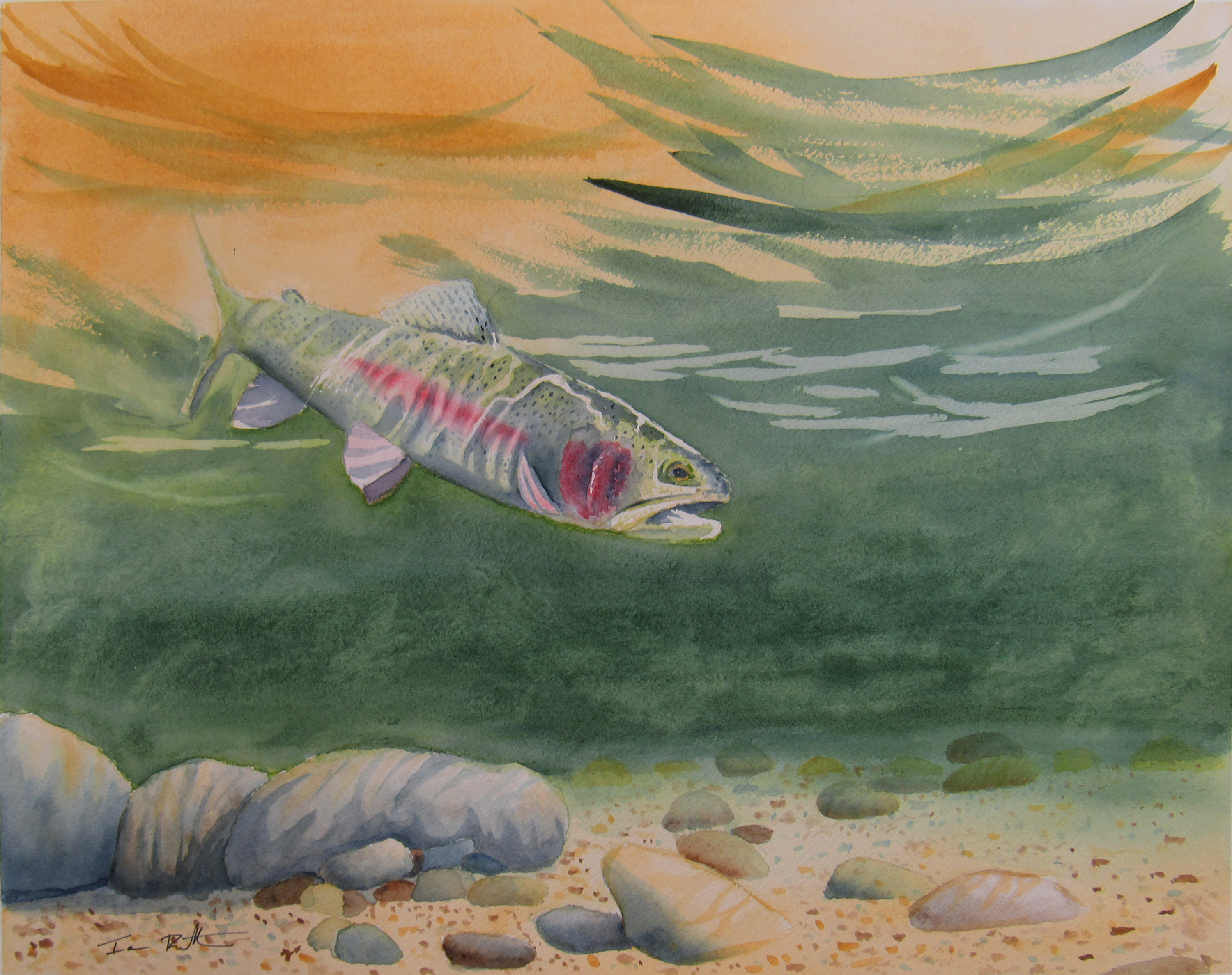 Underwater Rainbow Trout Art Ian Rutter Art