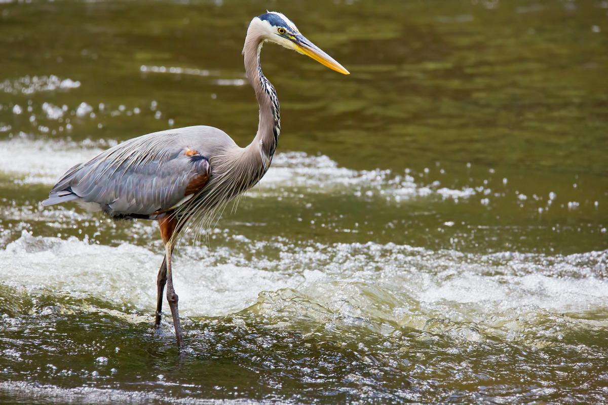 Great blue heron lwijlx