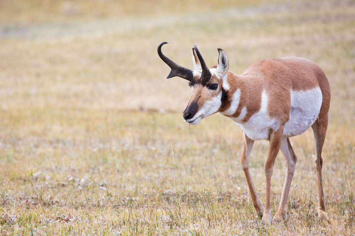 Pronghorn c2koph
