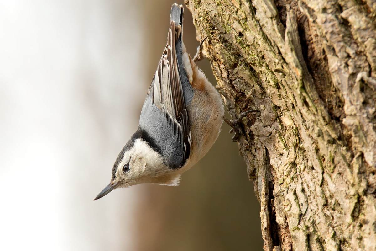 White breasted nuthatch op4idv