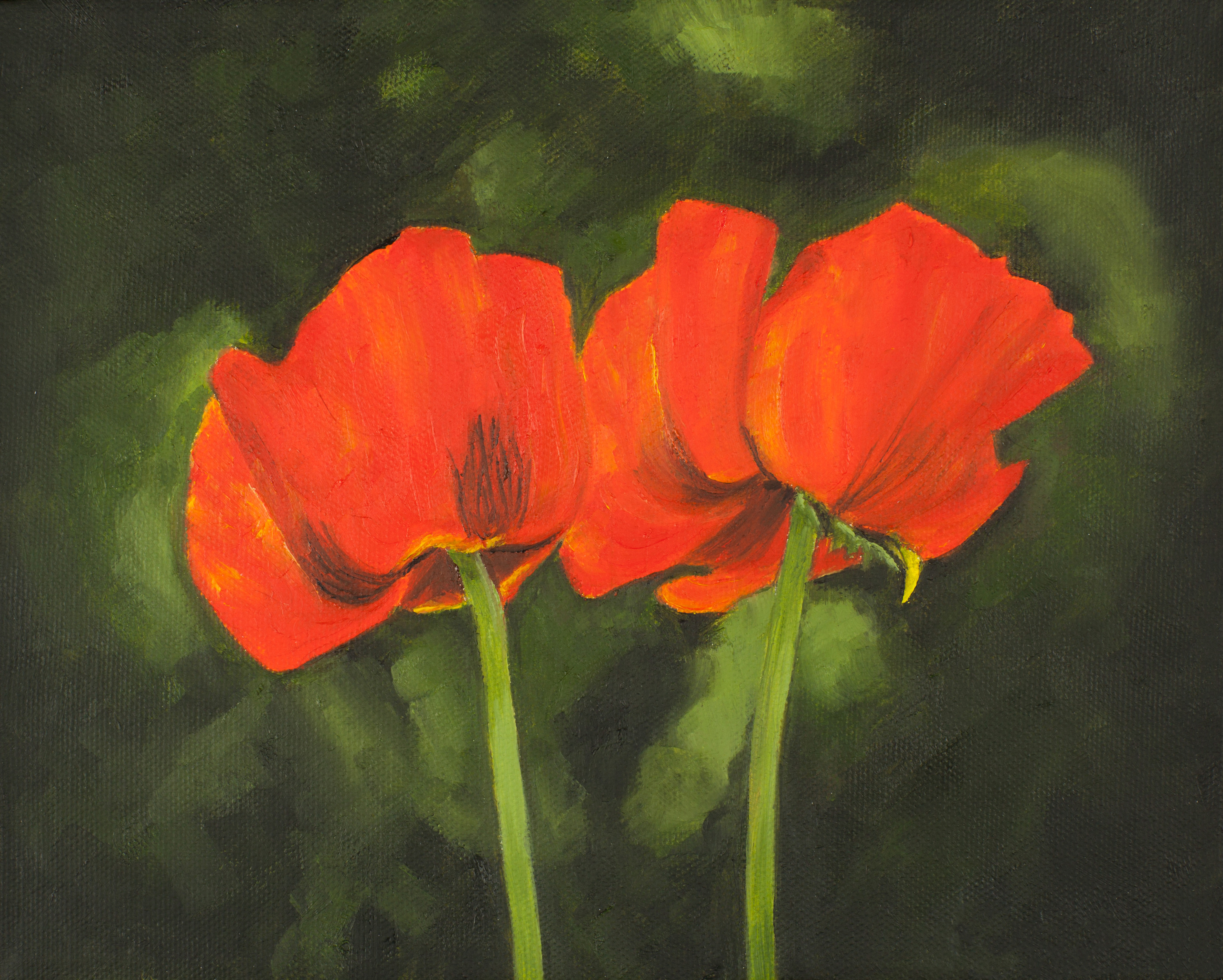 Poppies y9x37b