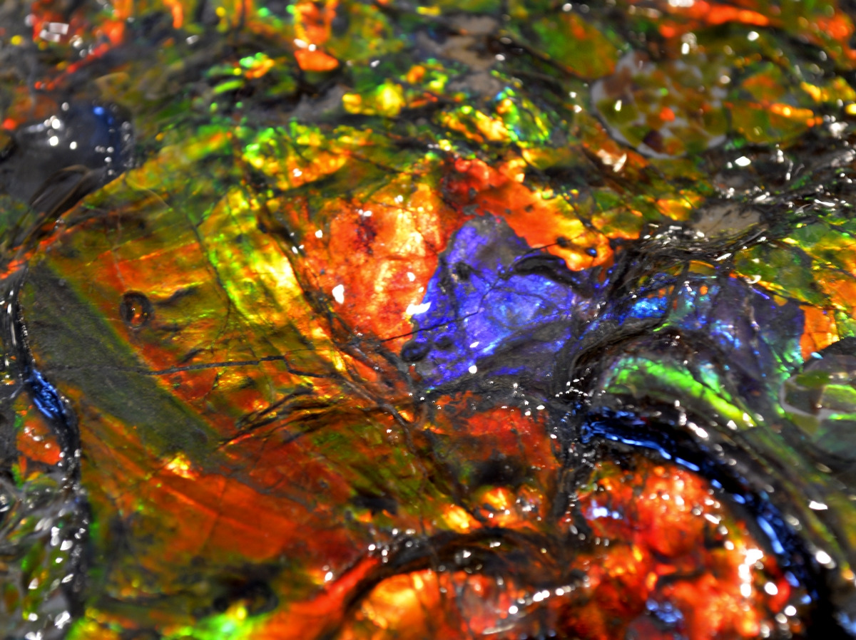 Ammolite 1a cthqcf