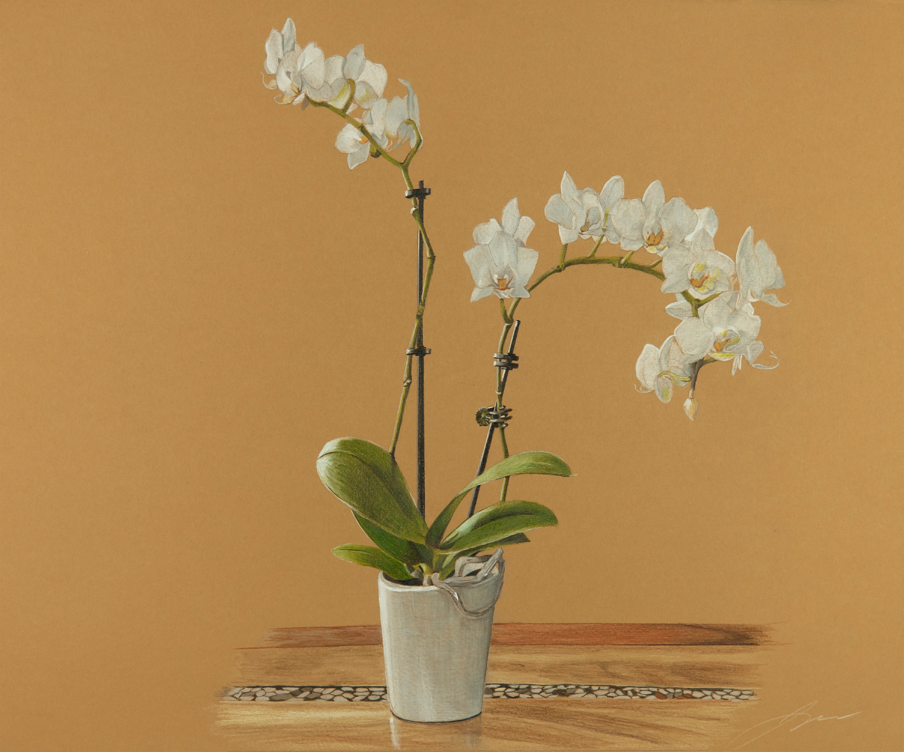 Jon strawbridge   whiteorchid t3aruu