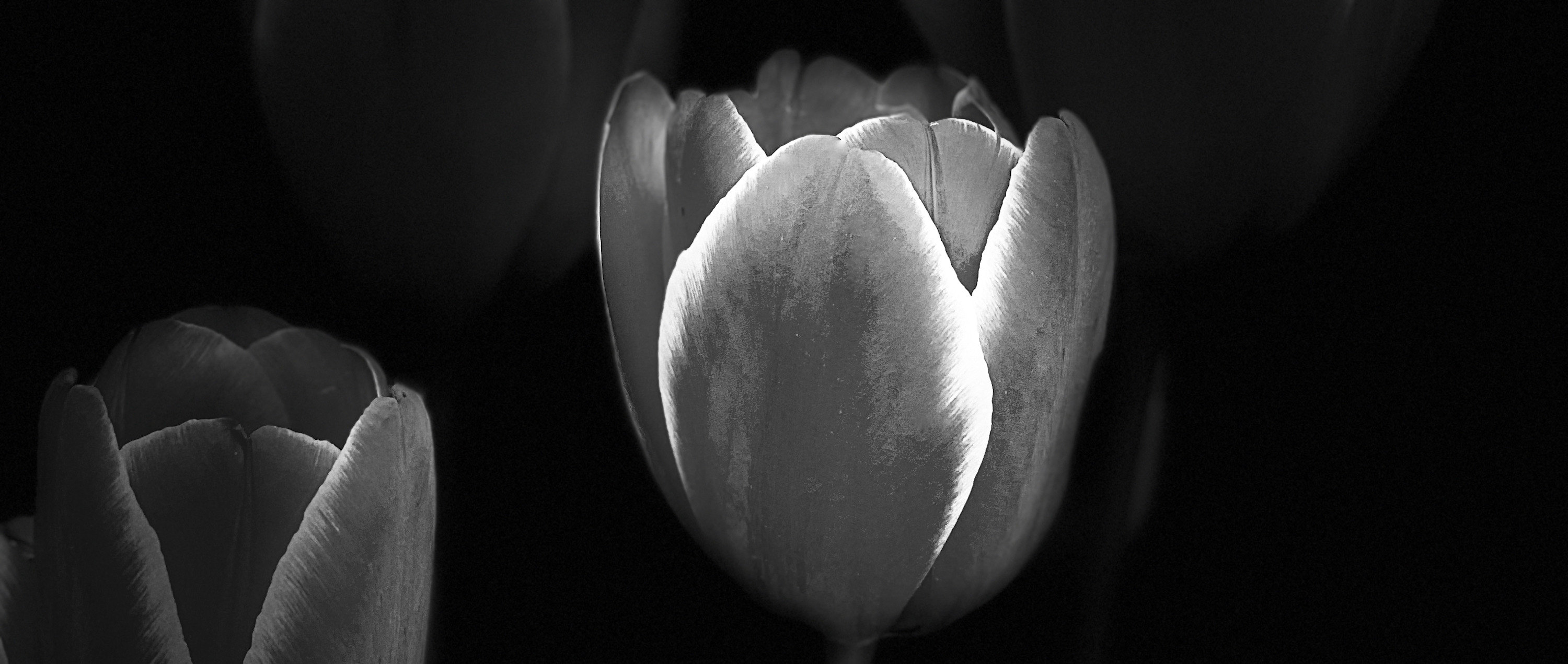 
        <div class='title'>
          Tulips
        </div>
       
        <div class='description'>
          
        </div>
      