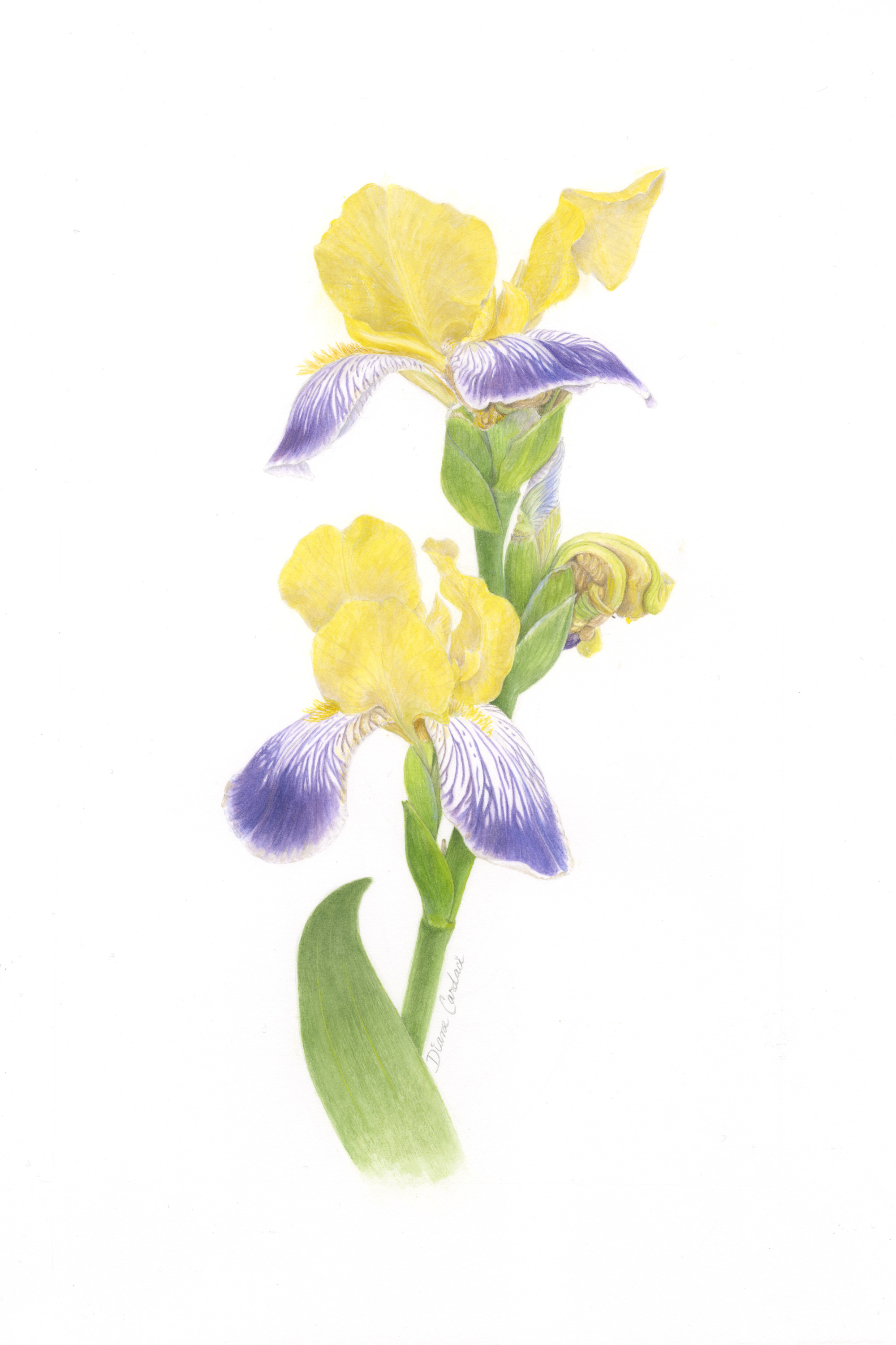 Hungarian iris ufp1mt