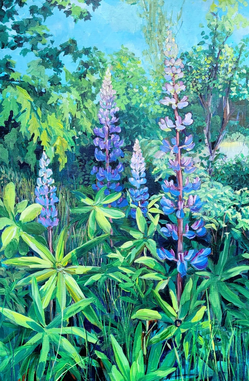 Lupine love aypnku