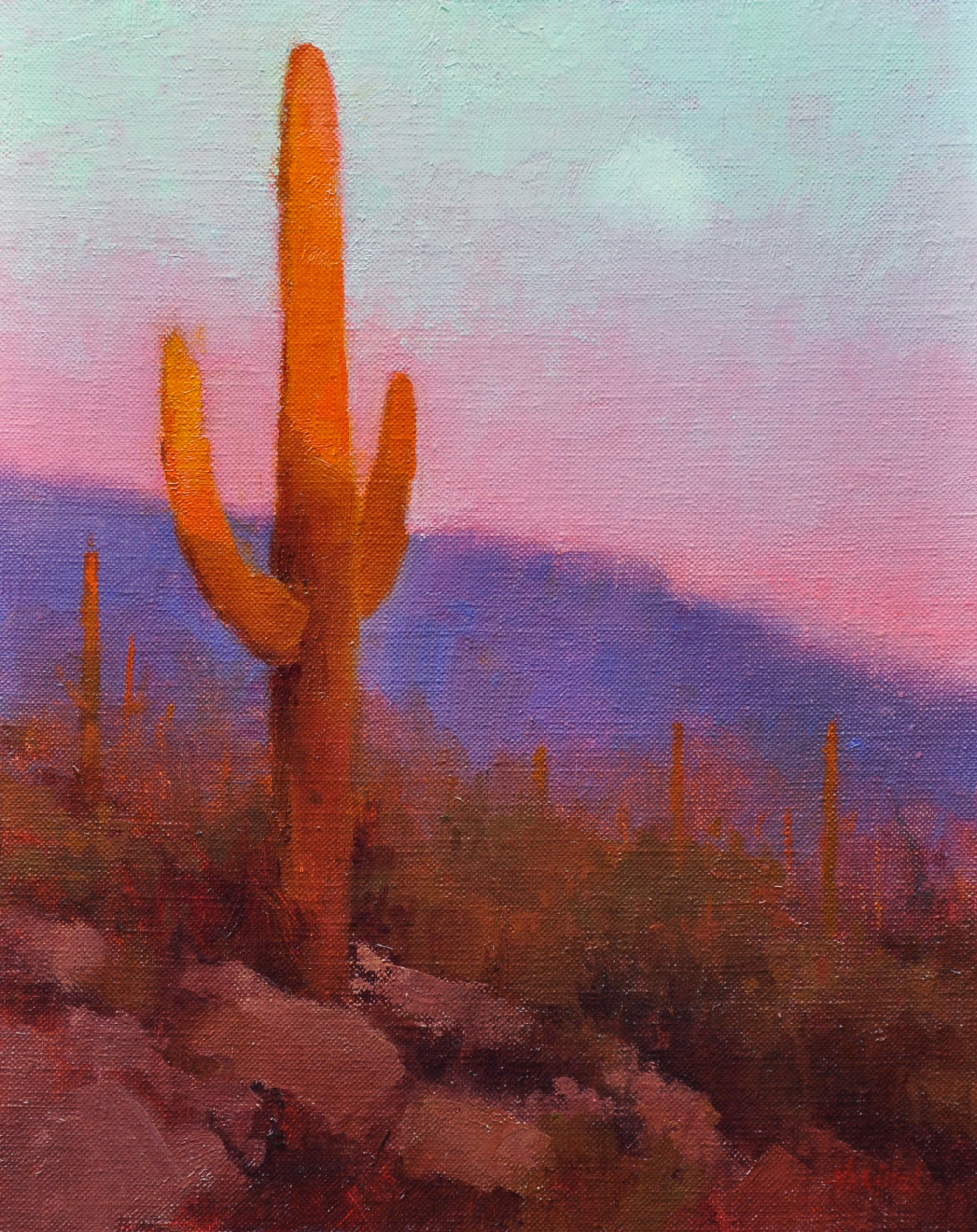 Sunset saguaro dzqrsd