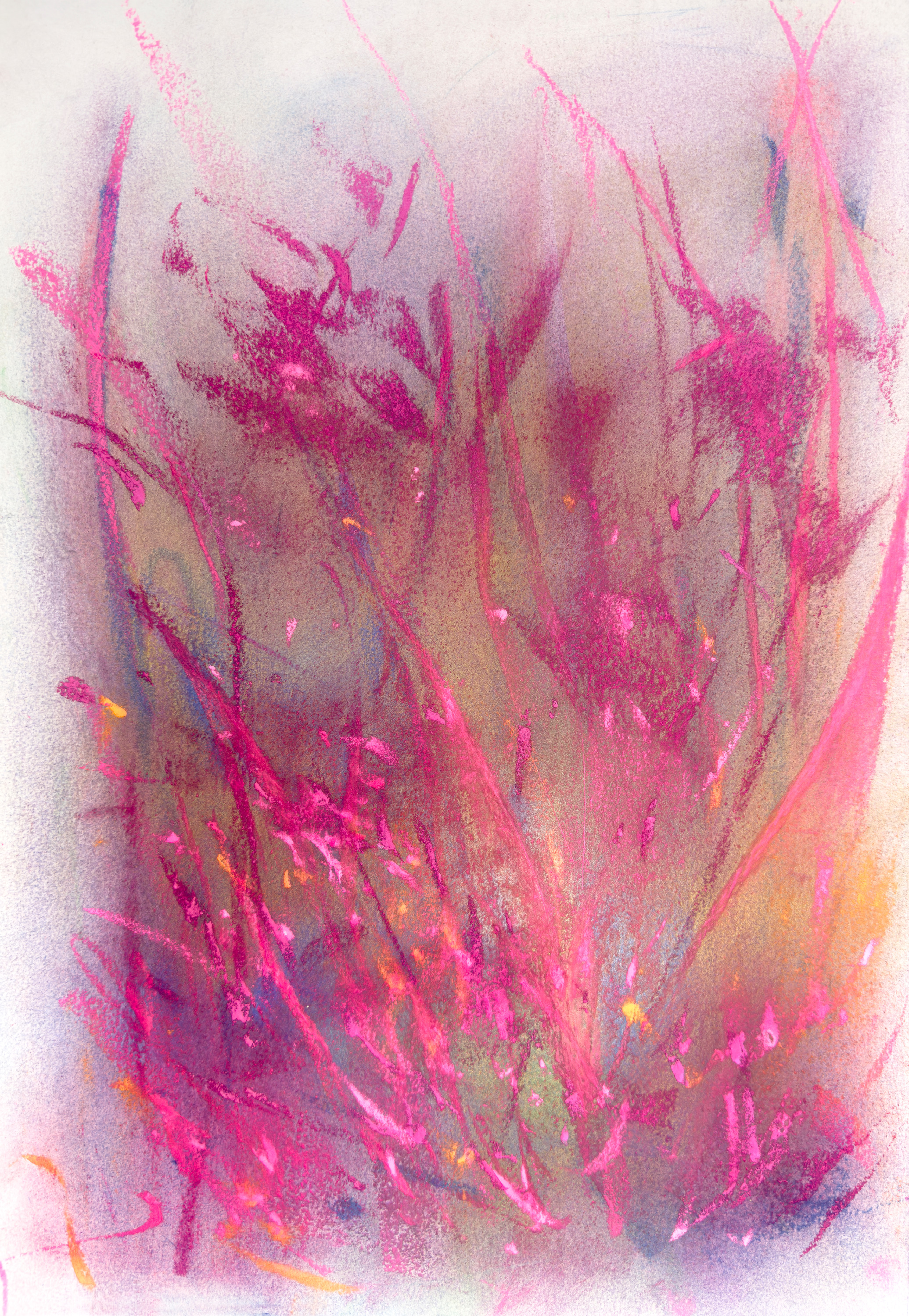 Wildflowers in a magenta dream oct2022 crop 20mb ongg1e