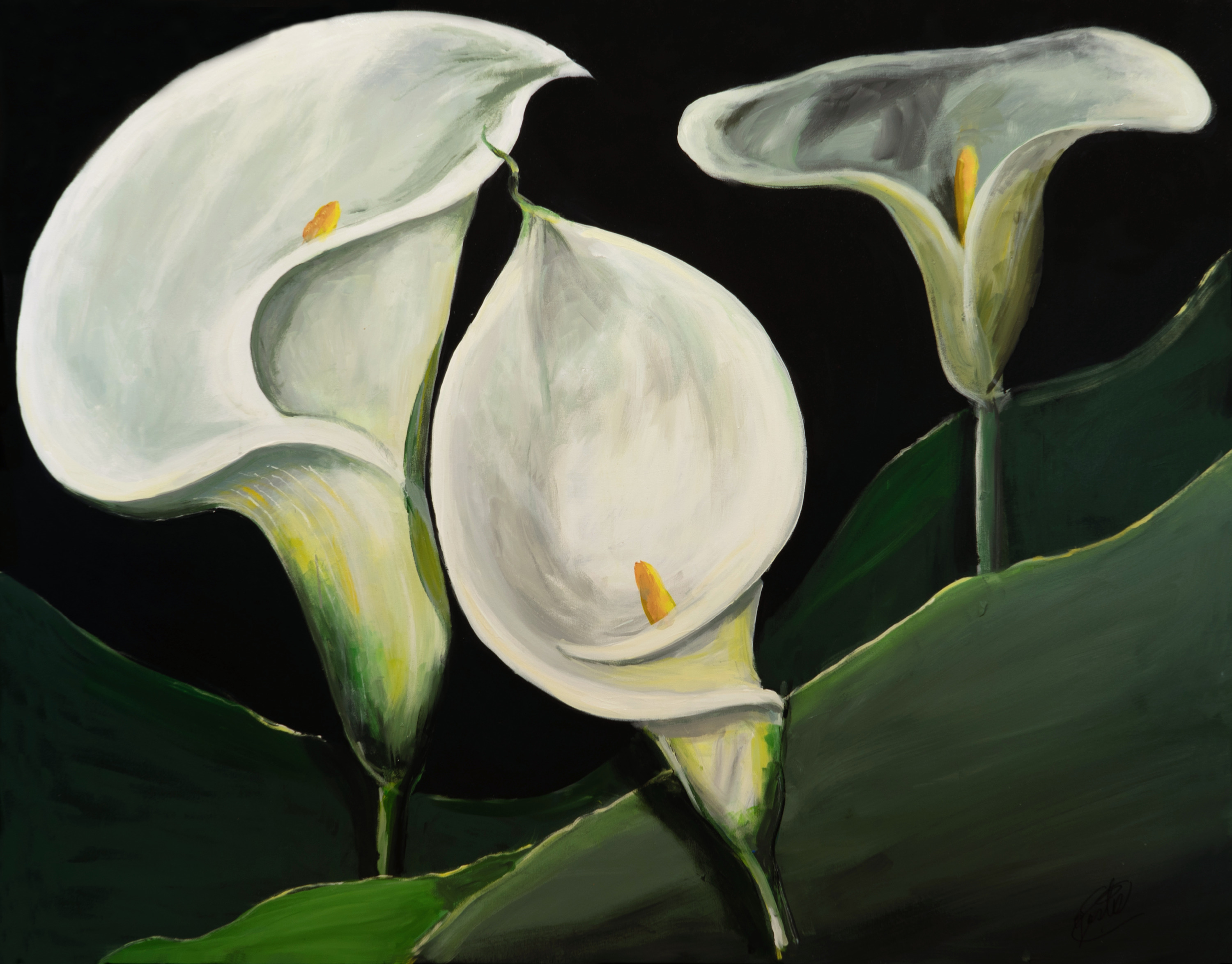 Cala lily in three spdyhg