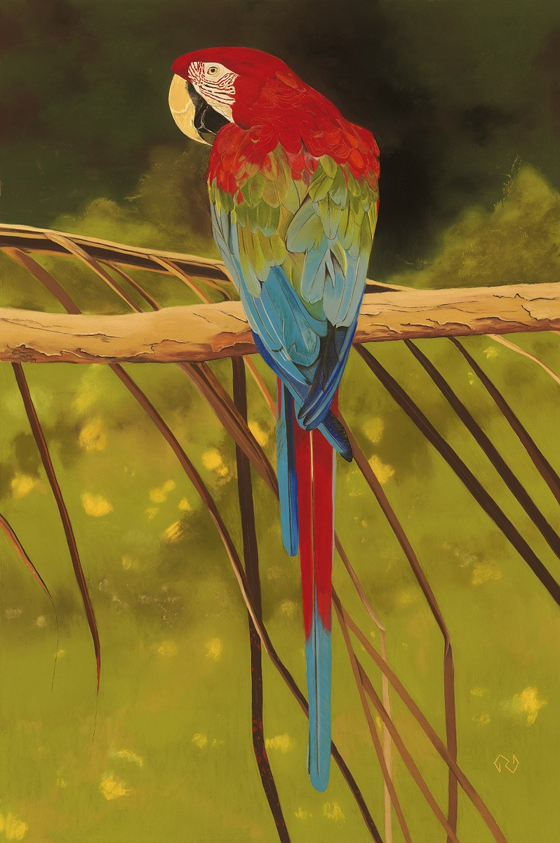 90 green winged macaw 20 x 30 dmfbuj